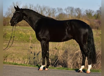 KWPN, Hongre, 4 Ans, 173 cm, Noir