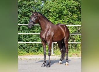 KWPN, Hongre, 4 Ans, 173 cm, Noir