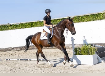 KWPN, Hongre, 4 Ans, 174 cm, Bai