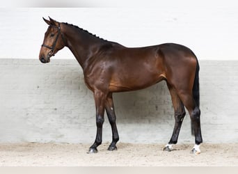 KWPN, Hongre, 4 Ans, 174 cm