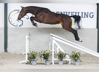 KWPN, Hongre, 4 Ans, 174 cm