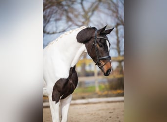 KWPN, Hongre, 4 Ans, 174 cm, Tobiano-toutes couleurs
