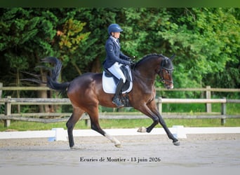 KWPN, Hongre, 4 Ans, 175 cm, Bai brun