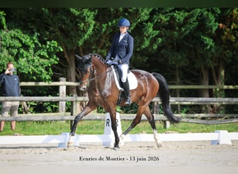 KWPN, Hongre, 4 Ans, 175 cm, Bai brun