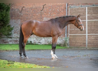 KWPN, Hongre, 4 Ans, 175 cm, Bai