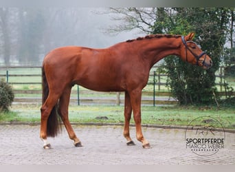 KWPN, Hongre, 4 Ans, 177 cm, Alezan