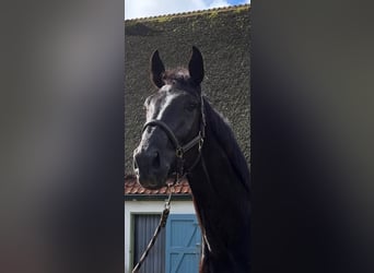 KWPN, Hongre, 4 Ans, 178 cm, Noir