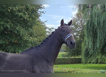 KWPN, Hongre, 4 Ans, 180 cm, Bai brun