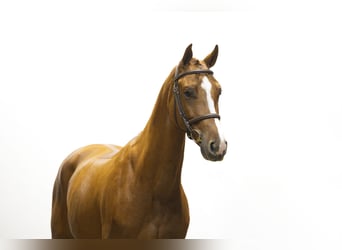 KWPN, Hongre, 4 Ans, Alezan