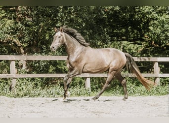 KWPN, Hongre, 4 Ans, Gris