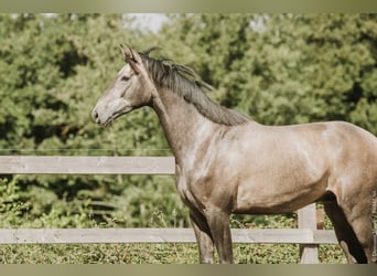 KWPN, Hongre, 4 Ans, Gris