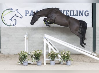 KWPN, Hongre, 5 Ans, 160 cm