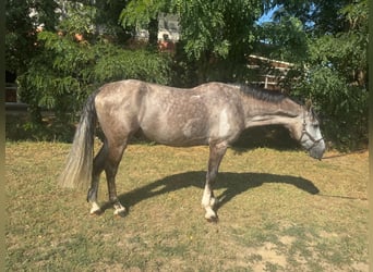 KWPN, Hongre, 5 Ans, 162 cm, Gris