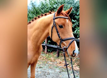 KWPN, Hongre, 5 Ans, 163 cm, Alezan