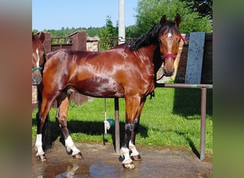 KWPN Croisé, Hongre, 5 Ans, 163 cm, Bai cerise