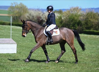 KWPN, Hongre, 5 Ans, 165 cm, Bai