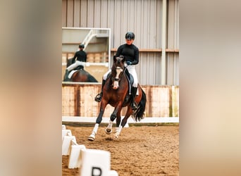 KWPN, Hongre, 5 Ans, 165 cm, Bai