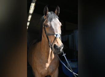 KWPN, Hongre, 5 Ans, 165 cm, Bai