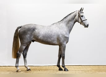 KWPN, Hongre, 5 Ans, 165 cm, Gris pommelé