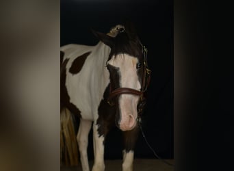 KWPN, Hongre, 5 Ans, 165 cm, Pinto