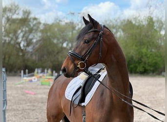 KWPN, Hongre, 5 Ans, 167 cm, Bai brun