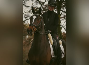 KWPN, Hongre, 5 Ans, 167 cm, Bai brun foncé