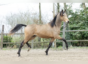 KWPN, Hongre, 5 Ans, 167 cm, Buckskin