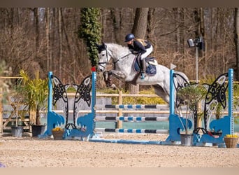 KWPN, Hongre, 5 Ans, 167 cm, Gris