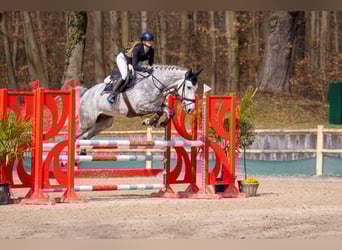KWPN, Hongre, 5 Ans, 167 cm, Gris