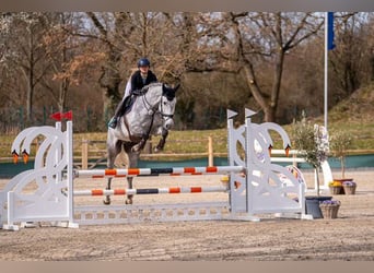 KWPN, Hongre, 5 Ans, 167 cm, Gris