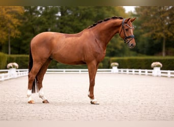 KWPN, Hongre, 5 Ans, 168 cm, Alezan