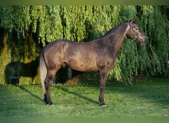 KWPN, Hongre, 5 Ans, 168 cm, Gris noir