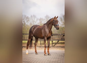 KWPN, Hongre, 5 Ans, 169 cm, Alezan brûlé