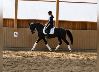KWPN, Hongre, 5 Ans, 169 cm, Noir
