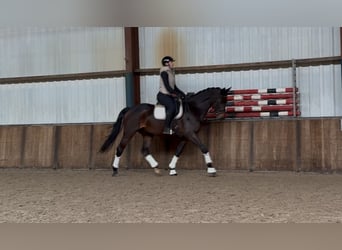 KWPN, Hongre, 5 Ans, 170 cm, Bai brun