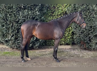 KWPN, Hongre, 5 Ans, 170 cm, Bai brun