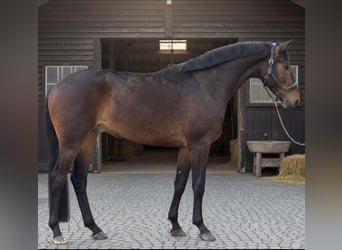 KWPN, Hongre, 5 Ans, 170 cm, Bai