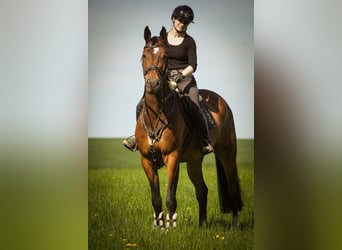 KWPN, Hongre, 5 Ans, 170 cm, Bai