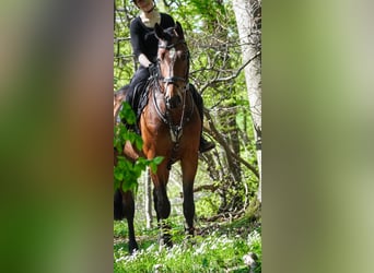 KWPN, Hongre, 5 Ans, 170 cm, Bai