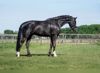 KWPN, Hongre, 5 Ans, 170 cm, Noir