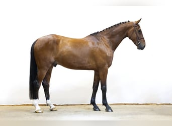 KWPN, Hongre, 5 Ans, 170 cm, Roan-Bay