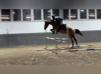 KWPN, Hongre, 5 Ans, 171 cm, Bai