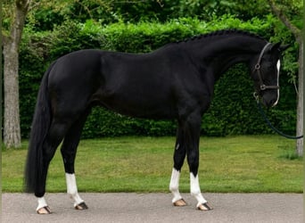 KWPN, Hongre, 5 Ans, 171 cm, Noir