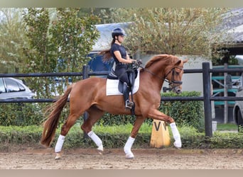 KWPN, Hongre, 5 Ans, 172 cm, Alezan