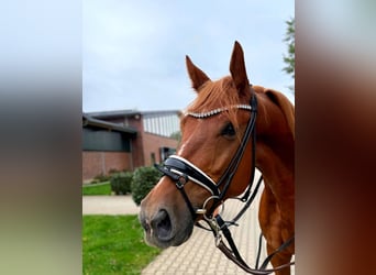 KWPN, Hongre, 5 Ans, 172 cm, Alezan