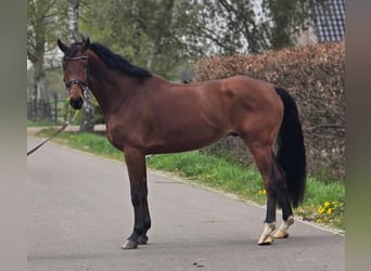 KWPN, Hongre, 5 Ans, 172 cm, Bai