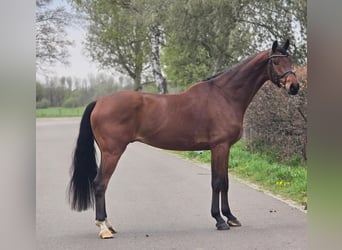 KWPN, Hongre, 5 Ans, 172 cm, Bai