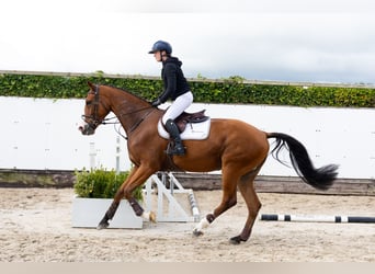 KWPN, Hongre, 5 Ans, 172 cm, Bai