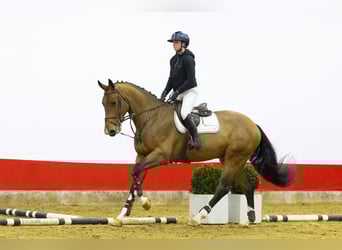 KWPN, Hongre, 5 Ans, 172 cm