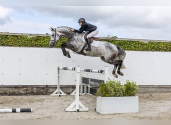 KWPN, Hongre, 5 Ans, 173 cm, Gris